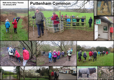 Walk - Puttenham Common - 1st January 2016