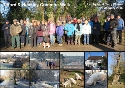 Walk - Tilford & Hankley Common - 20th January 2016