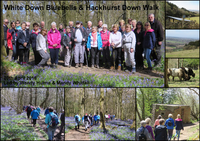 Walk - White Down Bluebells & Hackhurst Down - 20th April 2016