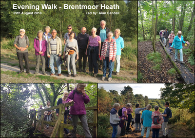 Evening Walk - Donkey Town and Brentmoor Heath - 29th August 2018