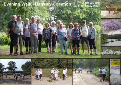 Evening Walk - Hankley Common - 10th July 2019