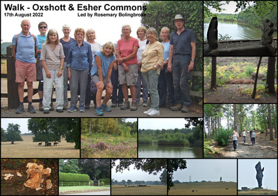 Walk - Oxshott and Esher Commons - 17th August 2022